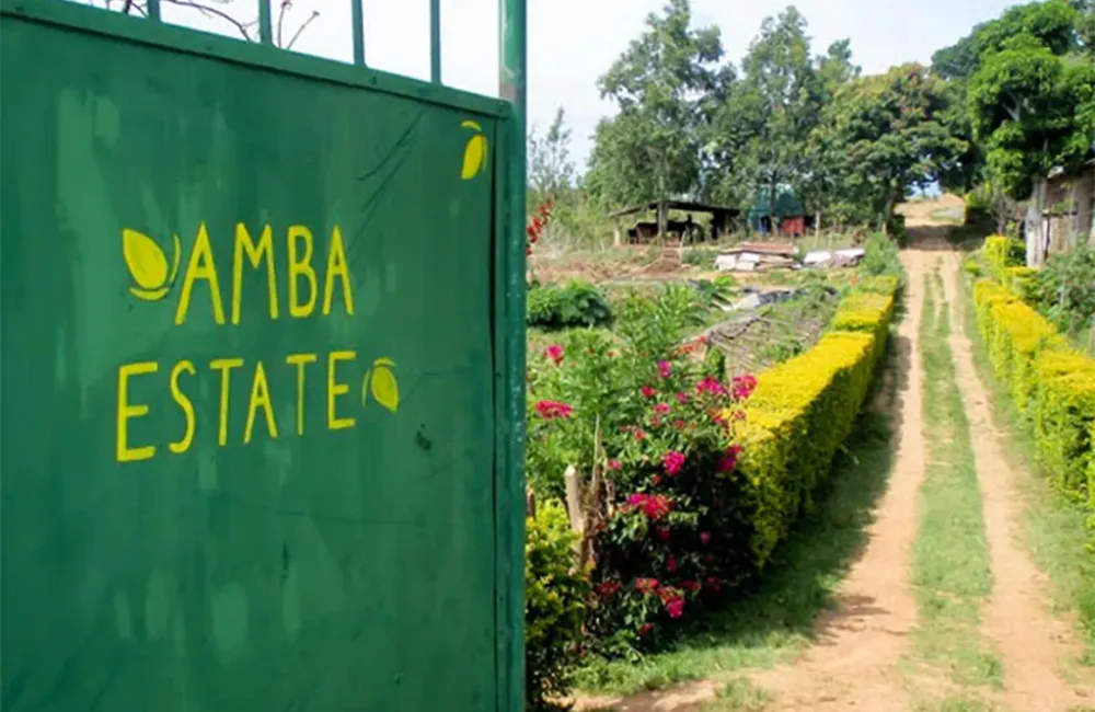 Amba TGOP Ceylon