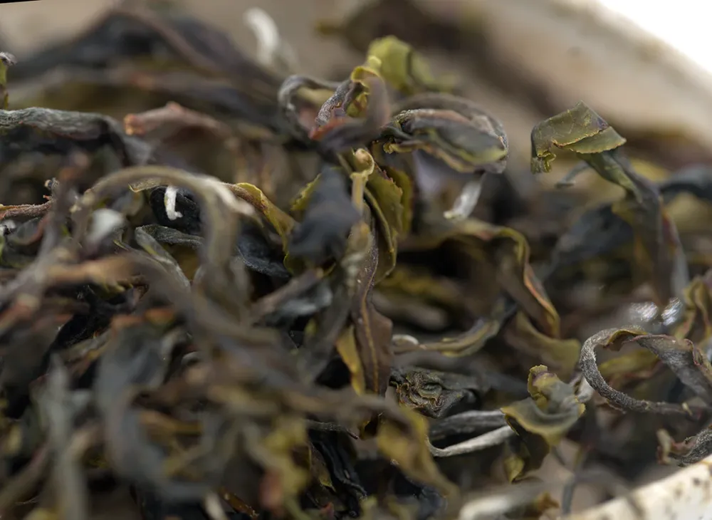 Vietnam Sheng Cha Gushu (Frühjahr 2023) 25g