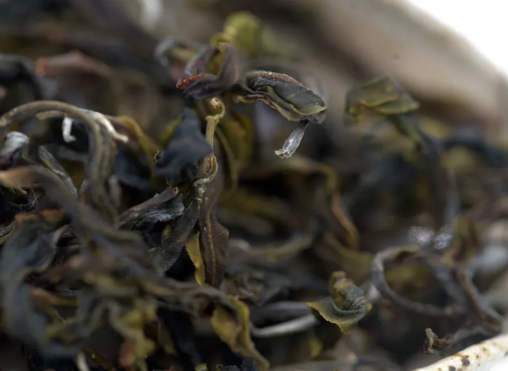 Vietnam Sheng Cha Gushu (Frühjahr 2023) 25g