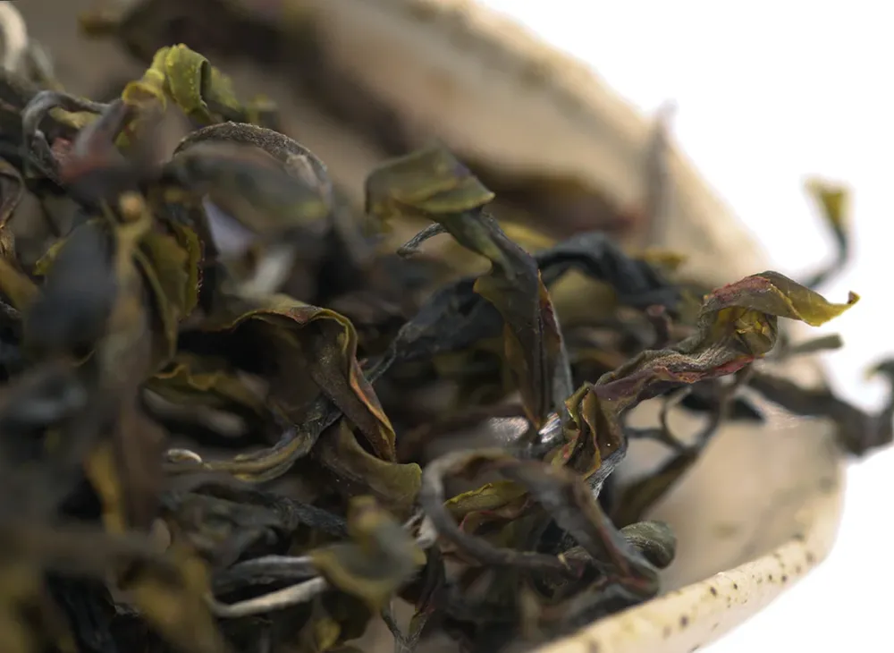 Vietnam Sheng Cha Gushu (Frühjahr 2023) 25g