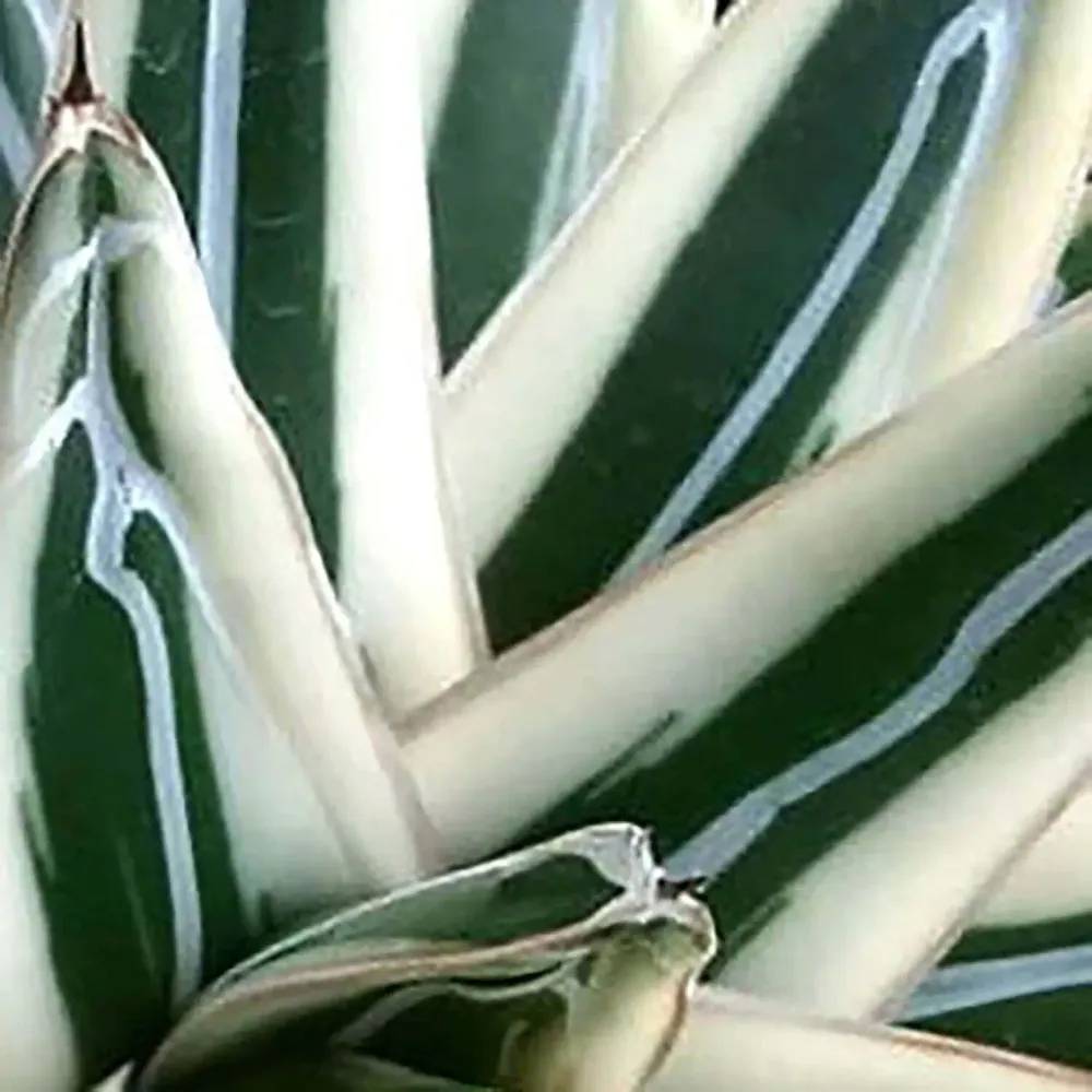 Agave victoriae-reginae 'Albomarginata' aka 'White Rhino'