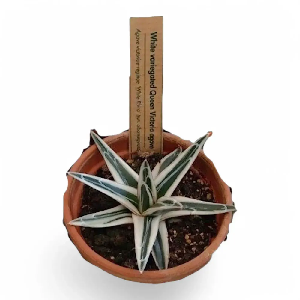 Agave victoriae-reginae 'Albomarginata' aka 'White Rhino'