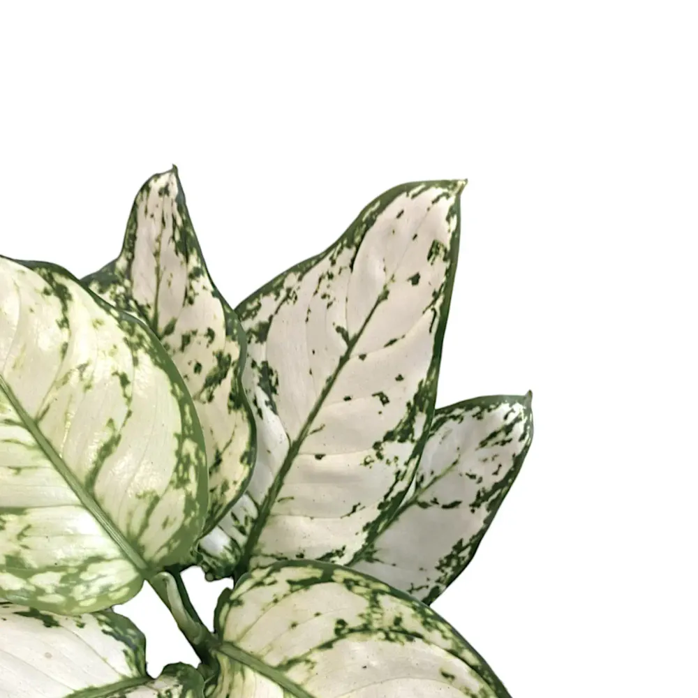 Aglaonema 'White Kiwi'