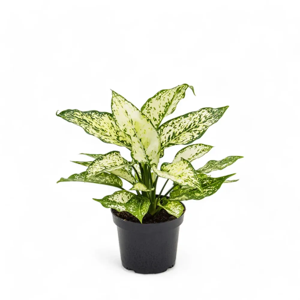 Aglaonema 'White Kiwi'