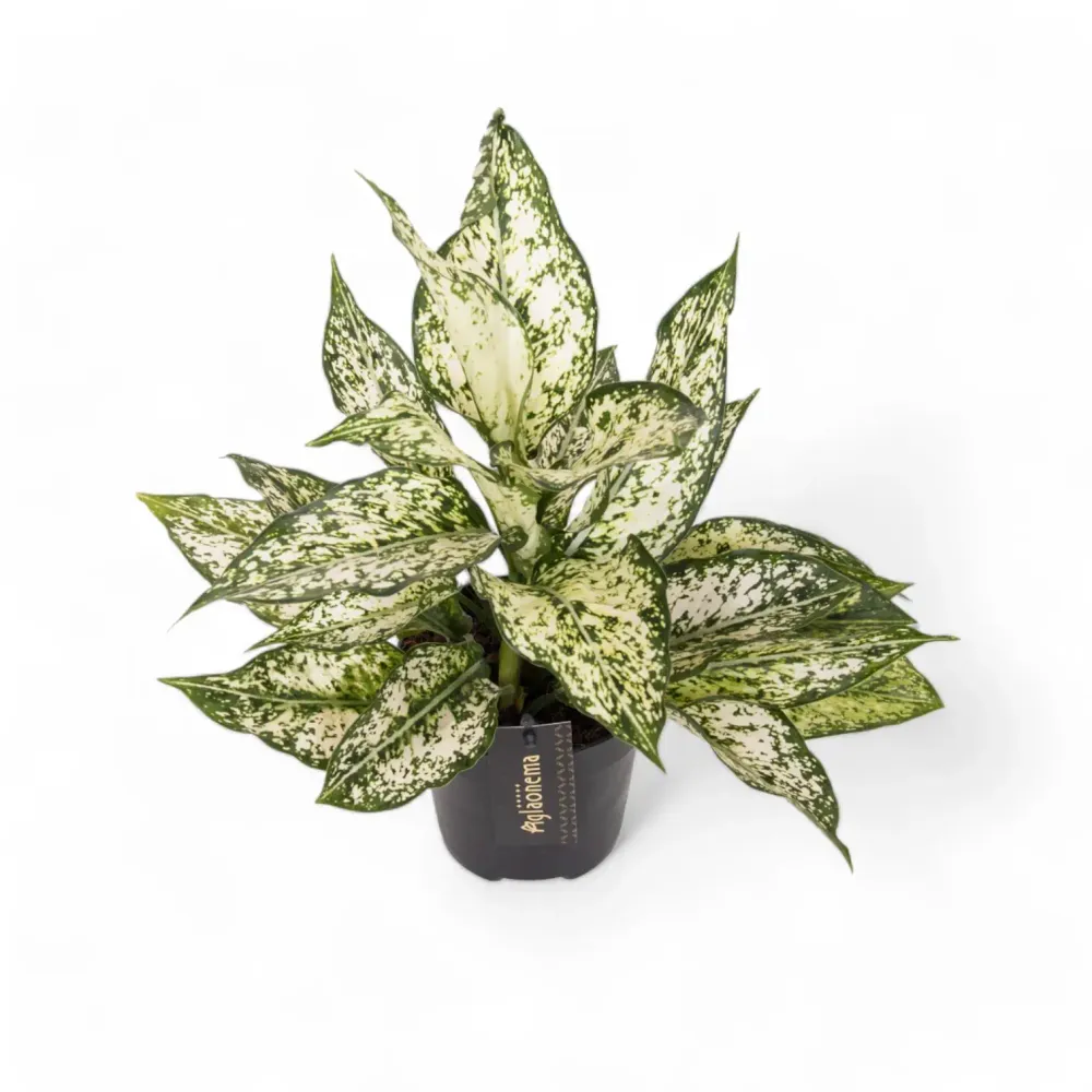 Aglaonema 'White Kiwi'