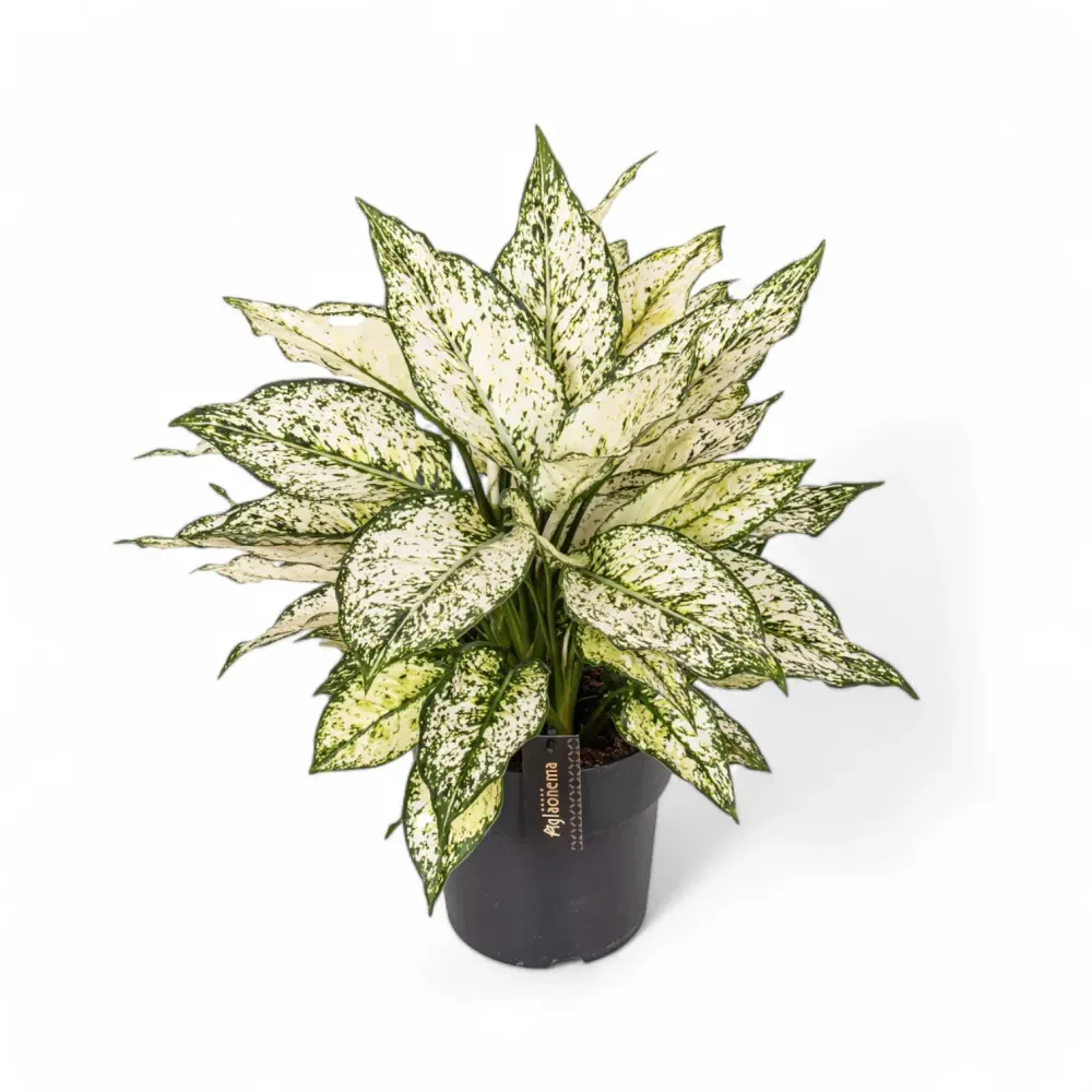 Aglaonema 'White Kiwi'