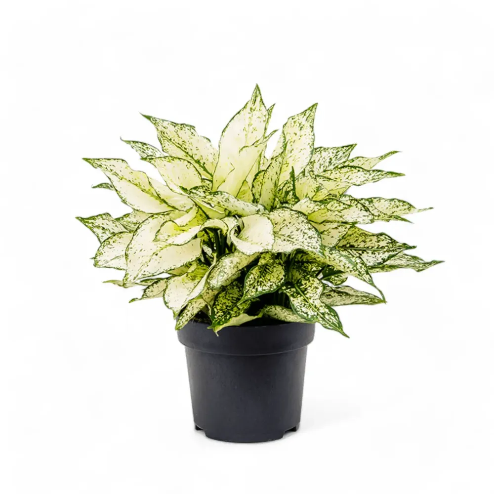 Aglaonema 'White Kiwi'