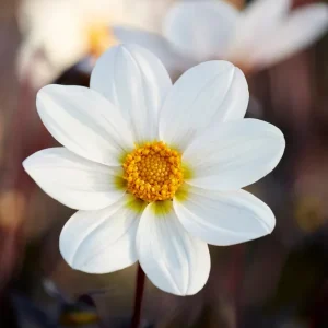 Dahlie Dahlegria White