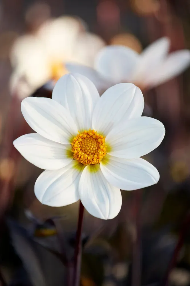 Dahlie Dahlegria White