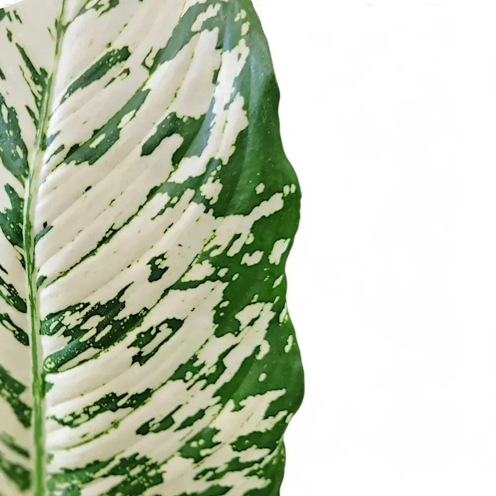Dieffenbachia seguine 'White Etna'