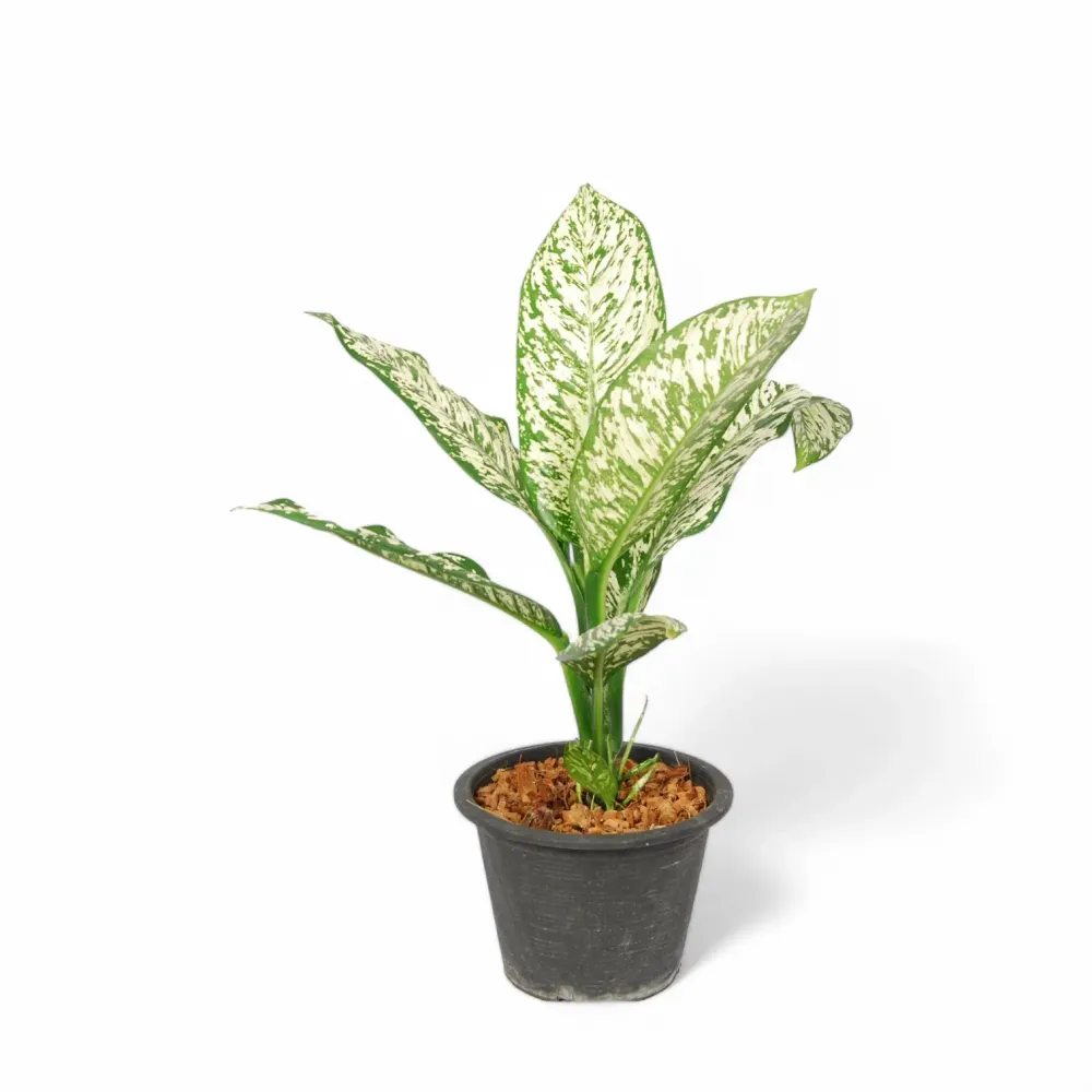 Dieffenbachia seguine 'White Etna'