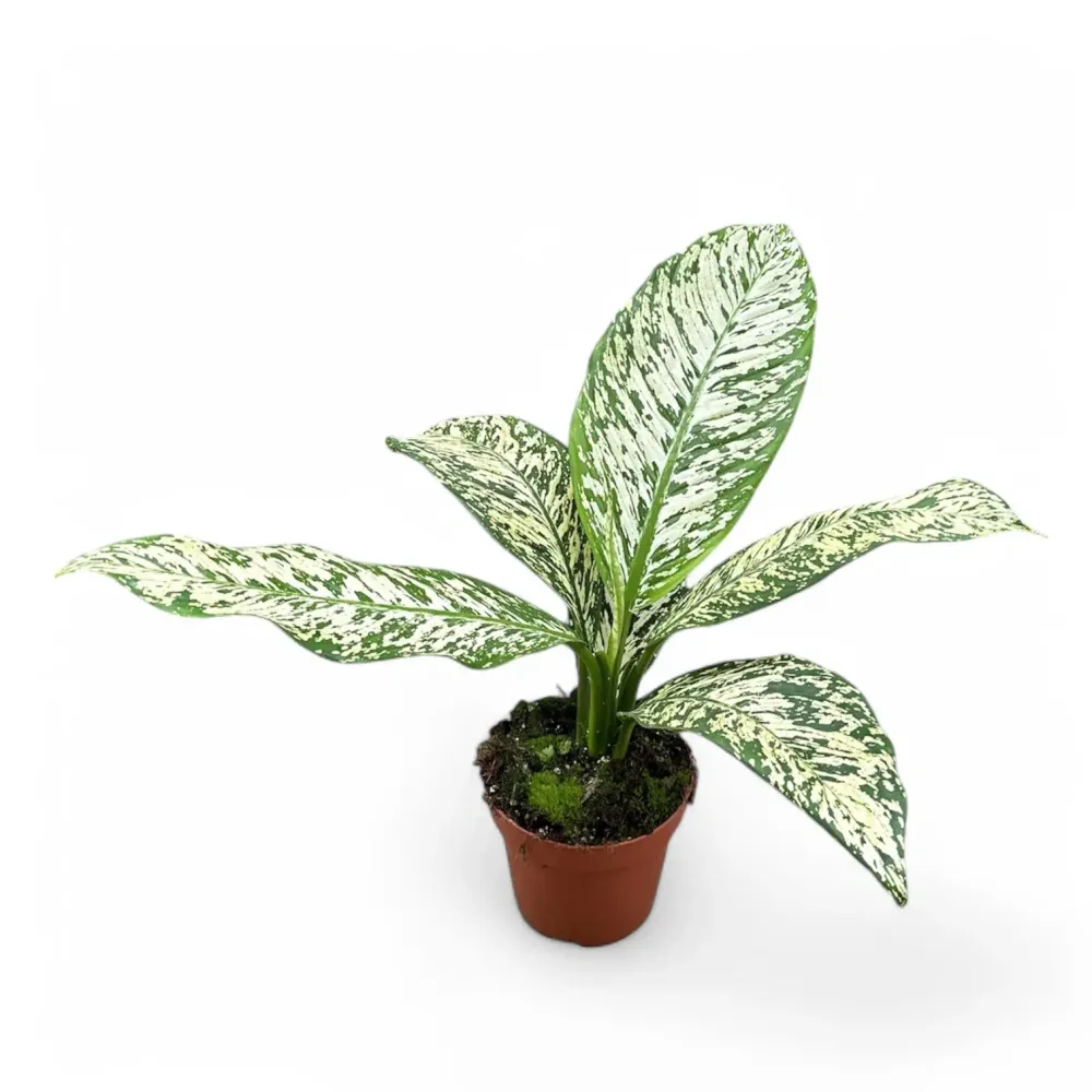 Dieffenbachia seguine 'White Etna'