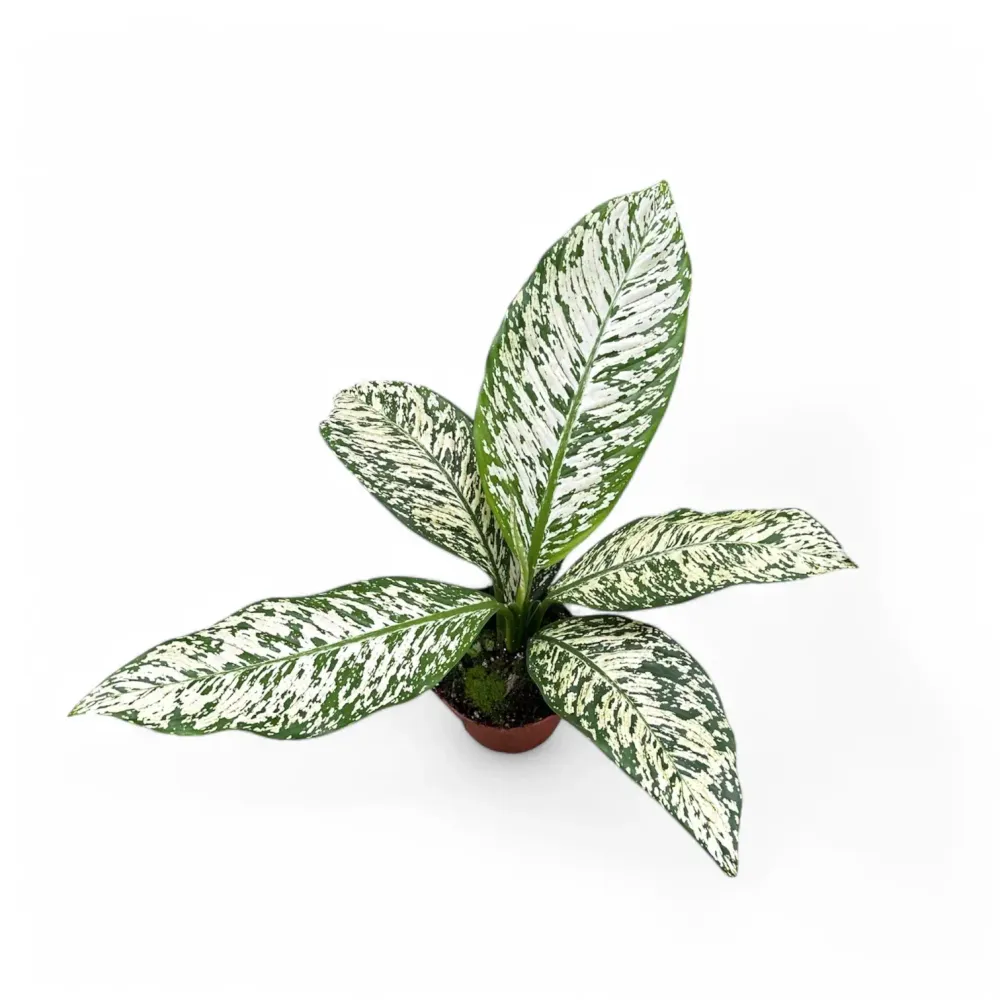 Dieffenbachia seguine 'White Etna'