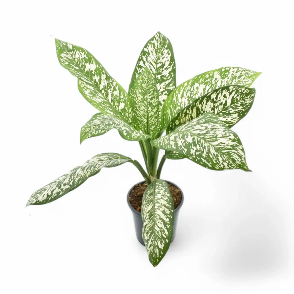 Dieffenbachia seguine 'White Etna'