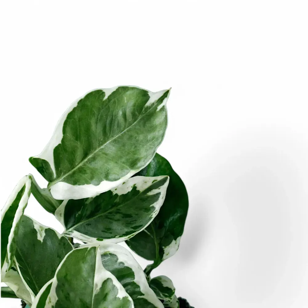 Epipremnum aureum 'Pearls and Jade“, aka 'White Panther“