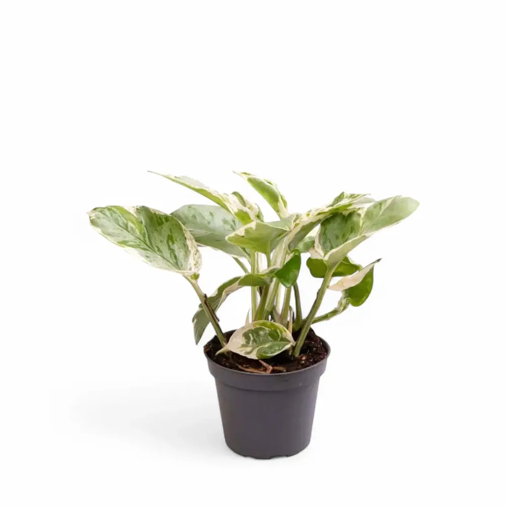 Epipremnum aureum 'Pearls and Jade“, aka 'White Panther“