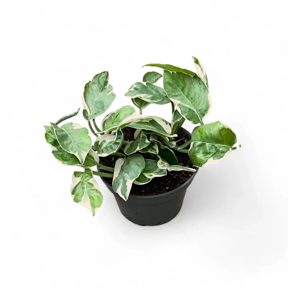 Epipremnum aureum 'Pearls and Jade“, aka 'White Panther“