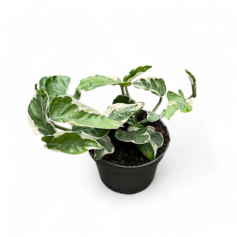 Epipremnum aureum 'Pearls and Jade“, aka 'White Panther“