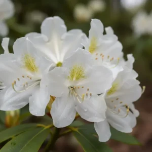Rhododendron 'Cunningham's White' / Rhododendron 'Cunningham´s White'