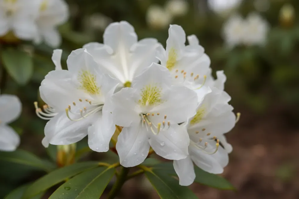 Rhododendron 'Cunningham's White' / Rhododendron 'Cunningham´s White'