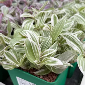 Tradescantia zebrina ‘White Cobra’