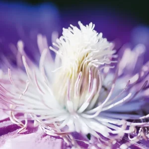 White and Purple